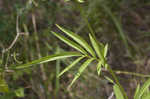 Pinnate prairie coneflower